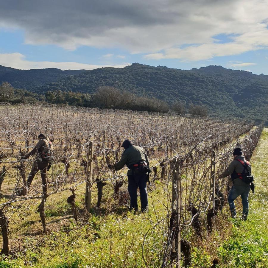 Agriturismo Vermentino Monti Екстер'єр фото
