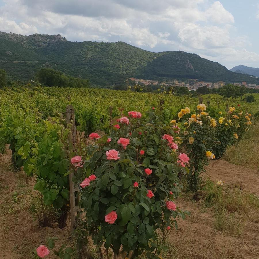 Agriturismo Vermentino Monti Екстер'єр фото